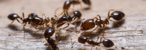ants extermination around chattanooga