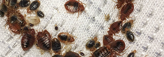 bed bug extermination around chattanooga