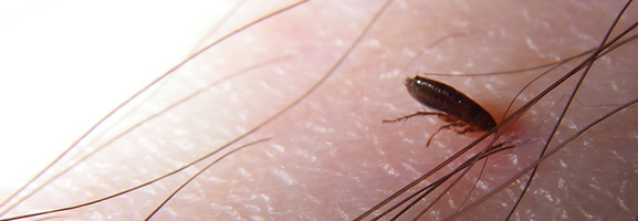 fleas and ticks extermination around chattanooga