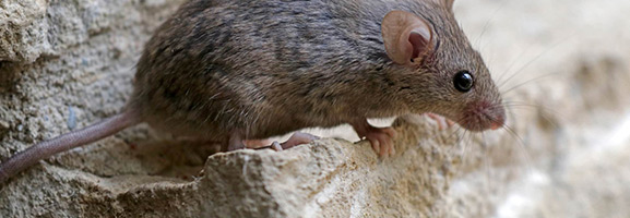 rodent extermination around chattanooga