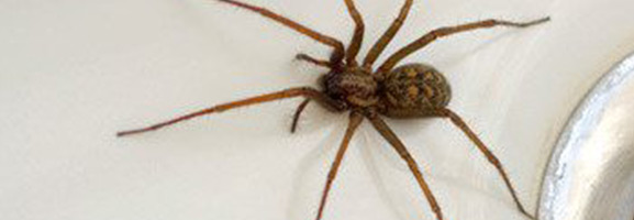 spiders extermination around chattanooga
