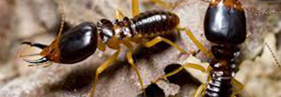 termite extermination around chattanooga